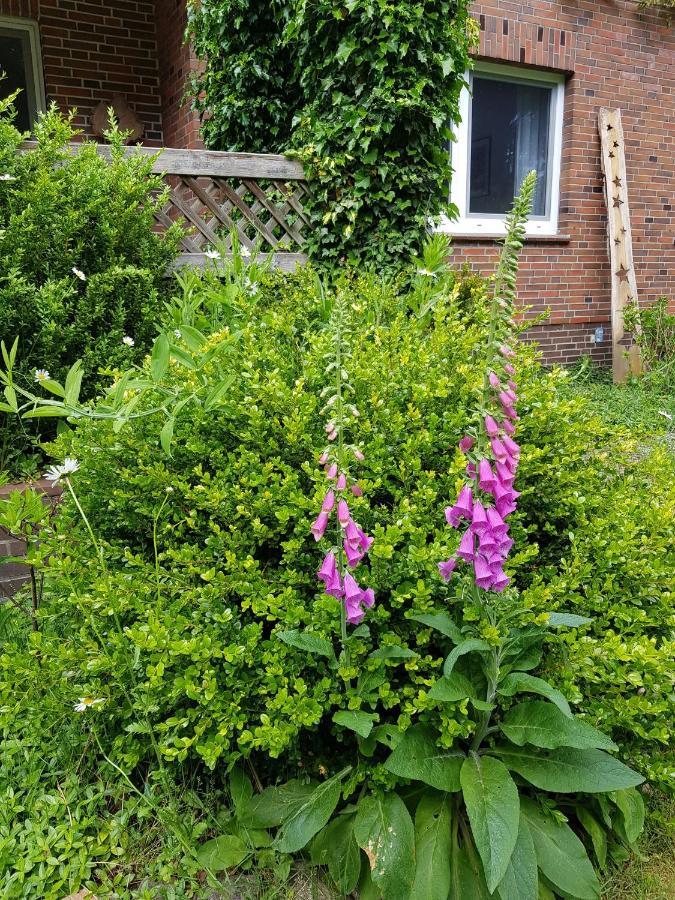 Ferienwohnung Im Naturgarten 施内沃丁根 外观 照片